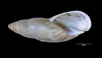 Media type: image;   Malacology 32448 Aspect: apertural